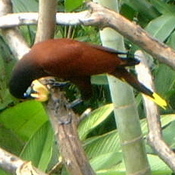 Montezuma Oropendola